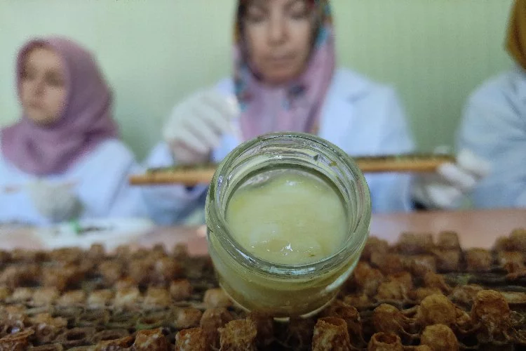 Bursa'da arı sütü üretimi başladı! Kilosu 10 bin liradan satılıyor...