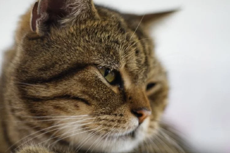 Rusya'da bir adam kedisi sayesinde hapse girmekten kurtuldu