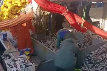 Tekirdağlı balıkçılar kasa kasa balıkla döndü