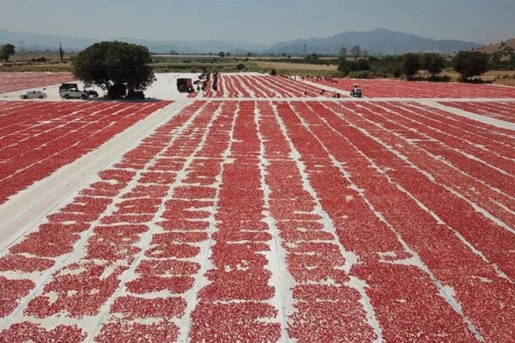 Torbalı'dan ABD ve Avrupa'ya kurutulmuş domates ihracatı