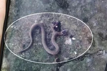 Trabzon'da çift başlı yılan görüntülendi! 'Tutmaya çalışmayın'