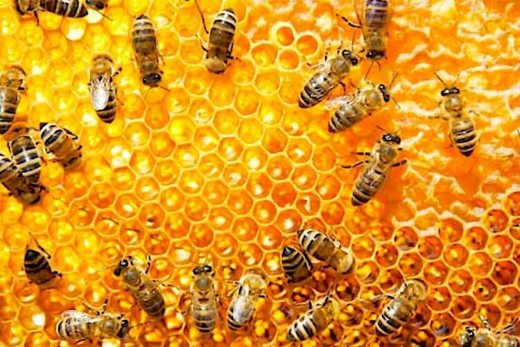 Yalancı bahar arıları vurdu! Arı ölümleri arttı