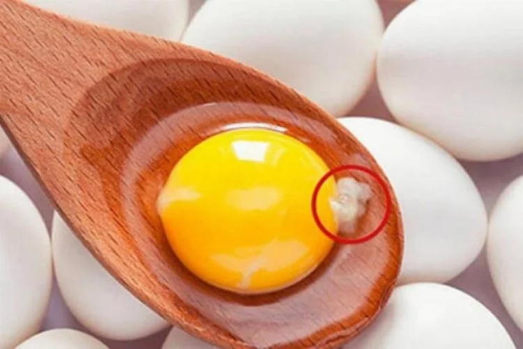Yumurtanın içindeki beyaz sıvı bakın neymiş!